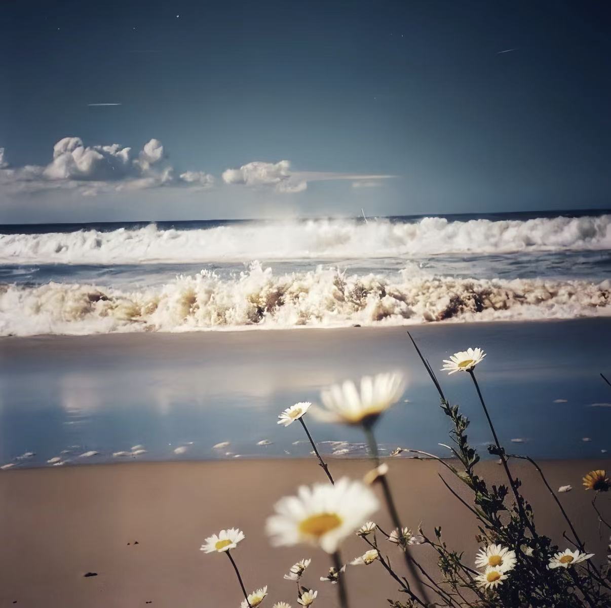 Blue sky, white clouds, ocean, beach and colorful flowers